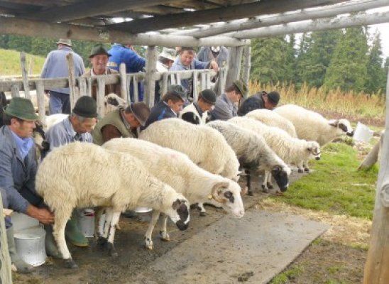 348,6 milioane de lei pentru crescătorii de oi şi capre